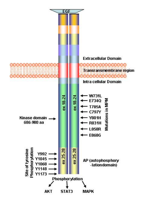 Egfr Protein Structure