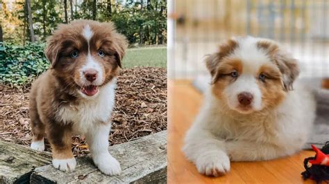 Australian Shepherd Shedding: How Much Do Aussies Shed? | Puppies Club