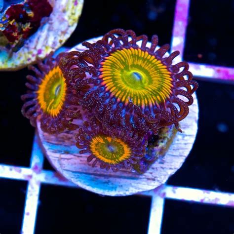 Sunny Delights Palythoa | Sps coral, Marine aquarium, Coral frags