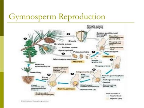 PPT - Gymnosperm vs Angiosperm PowerPoint Presentation - ID:1484345