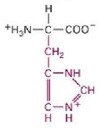 Bio Gallery: Histidine structure