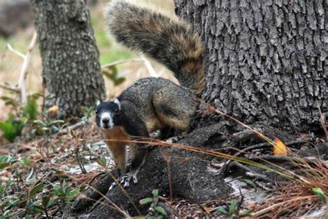 Florida Memory • View of a Sherman fox squirrel in Florida.