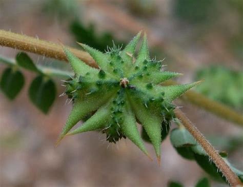 Pin by Aysun on Tohumlar | Seed pods, Alien plants, Unusual plants