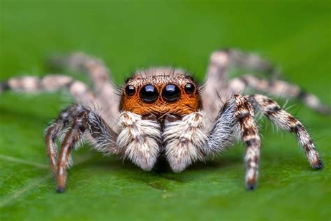 Jumping Spider: Everything You Need to Know (Pictures & FAQs)