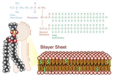 The phospholipid bilayer, the structure of the plasma membrane ...