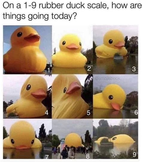 How you feeling today lol : r/funny