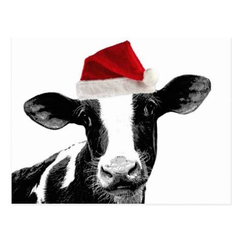 Santa Cow - Dairy Cow wearing Santa Hat Postcard | Zazzle