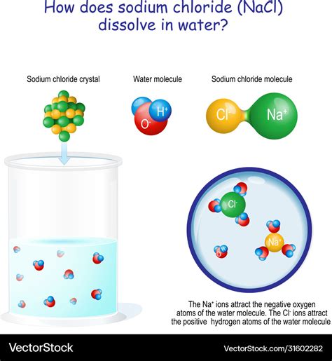 How does sodium chloride nacl dissolve in water Vector Image