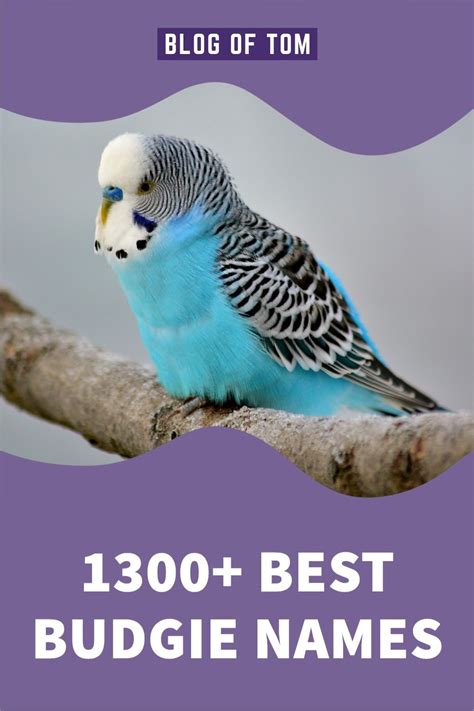 1300+ BUDGIE NAMES | Budgie names, Budgies, Parakeet names