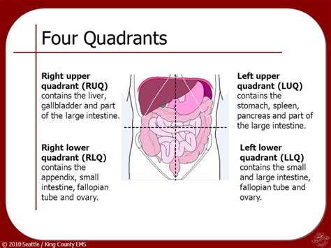 Thorax & Abdomen Flashcards | Easy Notecards