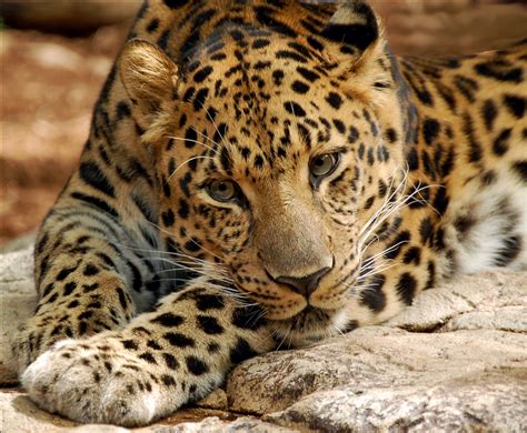 The Amur Leopard