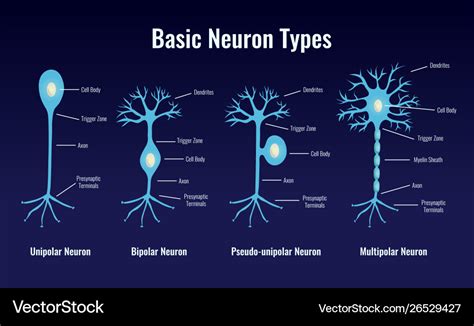 Basic neuron types composition Royalty Free Vector Image