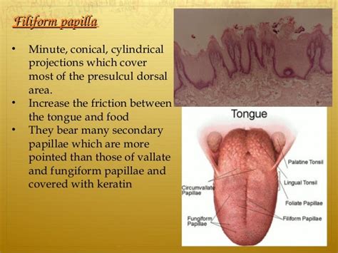 Tongue ppt