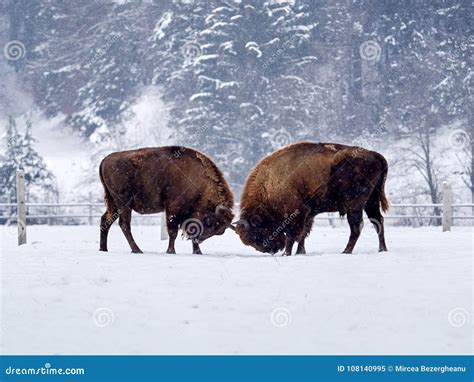 European Bison Bison Bonasus in Natural Habitat Stock Image - Image of ...