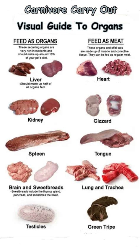 Is Raw Organ Meat Good For Dogs