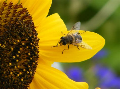 Bee on Sunflower by Ariva16-pet on deviantART