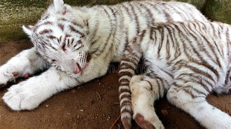 White Tiger Baby Cub in Zoo Stock Image - Image of curious, aggressive ...