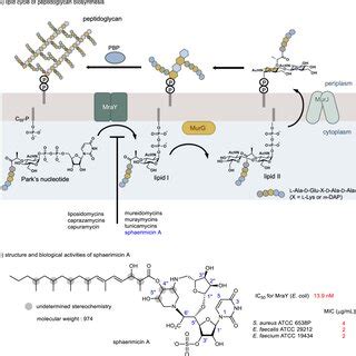 Peptidoglycan biosynthesis and MraY inhibitors a A lipid cycle of ...