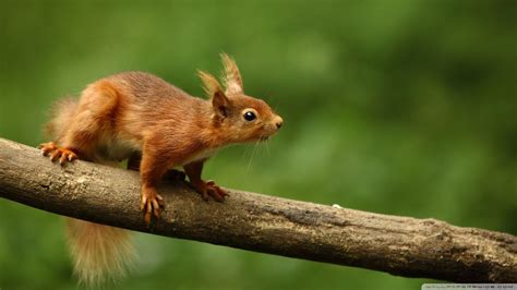 Squirrel Desktop Wallpapers - Top Free Squirrel Desktop Backgrounds ...