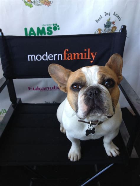 Stella (Modern Family) my future pup😊 | Modern family funny, Modern ...