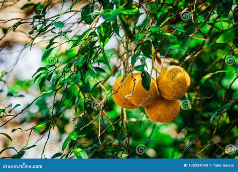 White Grapefruit in a tree stock photo. Image of green - 138324940