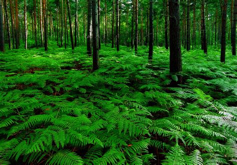 Emerald woods ... | Understory (or understorey) is the term … | Flickr