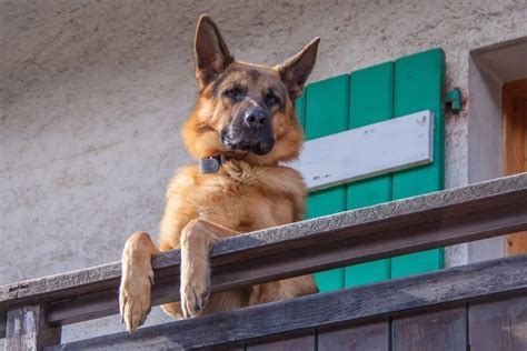 Are German Shepherds Good Guard Dogs? (And How to Train Them) - World ...