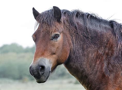 brown horse portrait – Stan Schaap PHOTOGRAPHY