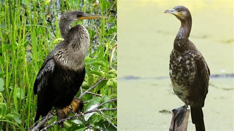 Anhinga vs Cormorant: Differences – Bird Watching Journal