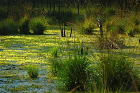 Bog | Definition, Types, Ecology, Plants, Formation, Structure, & Facts ...