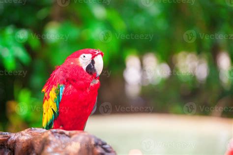 Close up colorful bright red parrot Ara at tropical island 18046440 ...