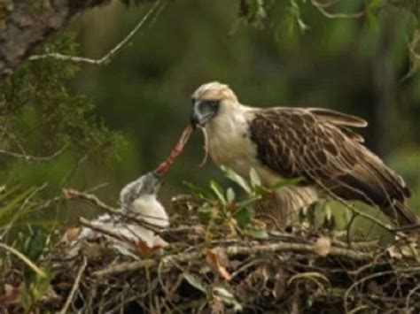 Conserving the Habitat of Philippine Eagles - Forest Foundation Philippines