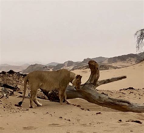 African Explorations by Private Jet 2019 – Namib Desert, Skeleton Coast ...