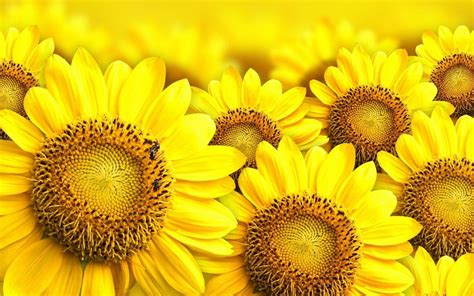 Sunflower Desktop Wallpapers Free - Wallpaper Cave