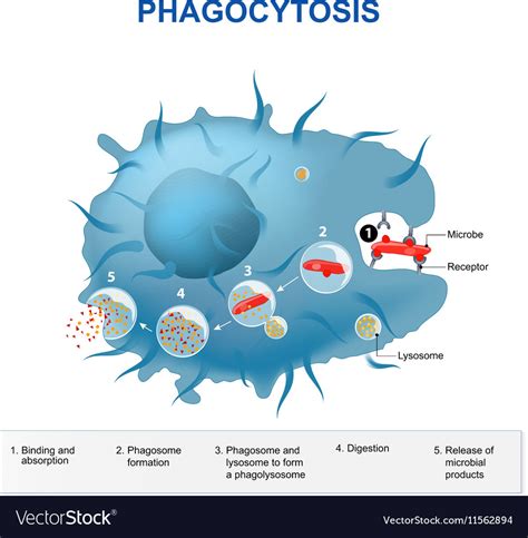 Phagocyte Cartoon