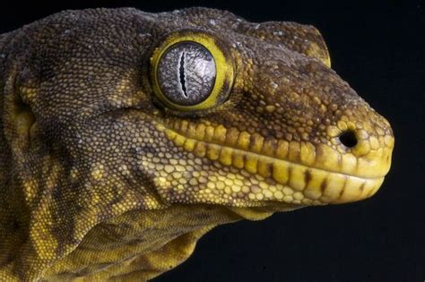 Discover the Fascinating World of Leachie Geckos