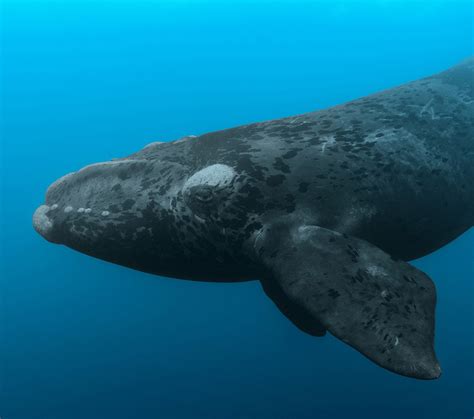 Future of right whales depends on adaptive conservation policies ...