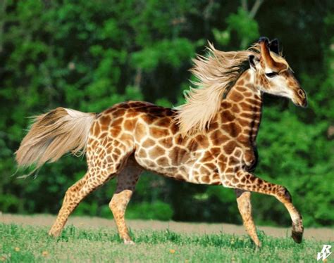 It sometimes can be seen on the African plains. | Photoshopped animals ...