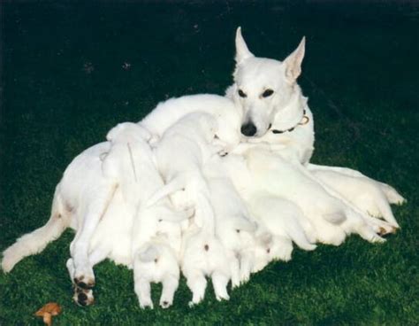 The German Shepherd: White German Shepherd Puppies