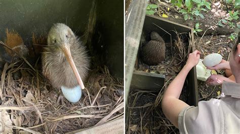 Kiwi egg incubation | Auckland Zoo