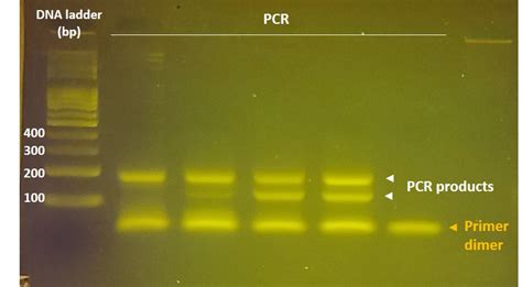 Troubleshooting primer dimer in PCR – miniPCR bio