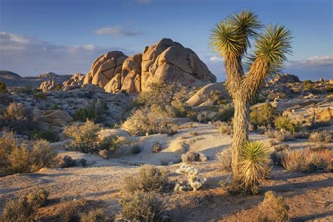 How to Plan a Perfect Trip to Joshua Tree National Park