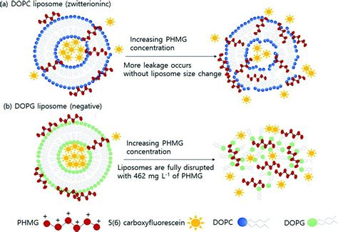 Liposome leakage and increased cellular permeability induced by ...