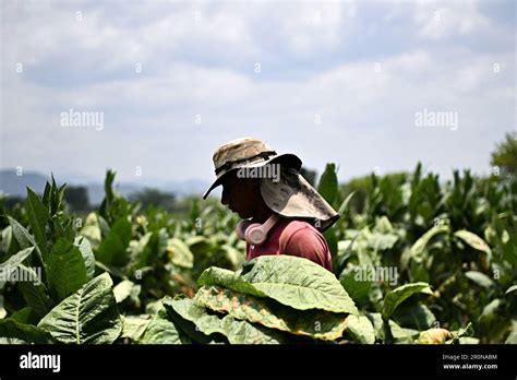 Danli, Honduras. 8th May, 2023. A worker harvests tobacco leaves for ...