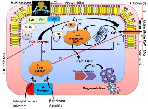 Various mechanism of antifibrotic agents Mechanisms of adenylyl cyclase ...