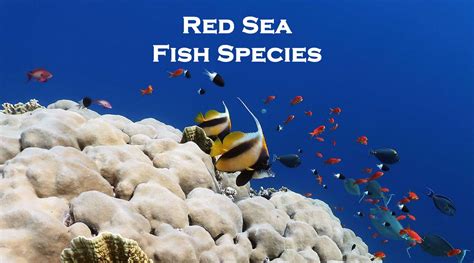 Red Sea Fish Guide With Photos - Most Common Species To See