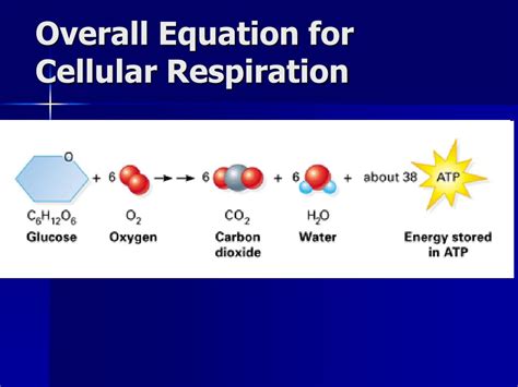 PPT - Cellular Respiration PowerPoint Presentation, free download - ID ...