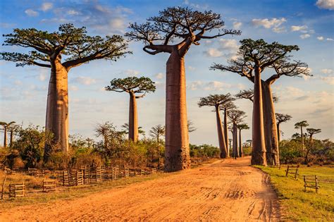 Community management of rare baobabs in Madagascar | Fauna & Flora