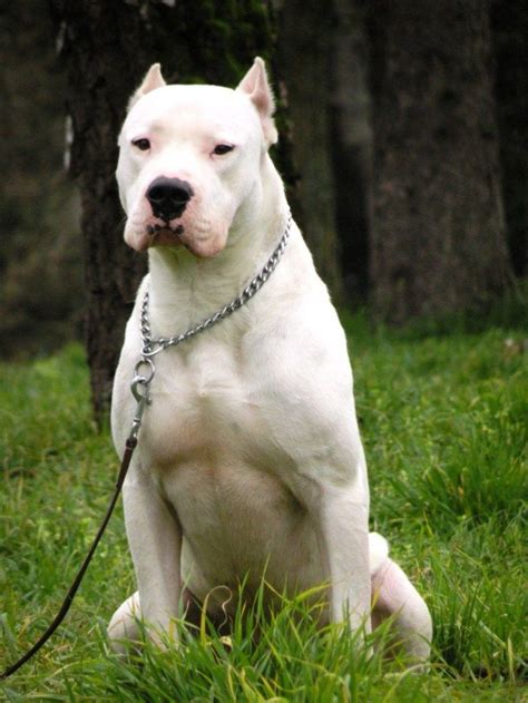 Dogo Argentino | Tudo Sobre Cachorros | Dogo argentino dog, Dog breeds ...