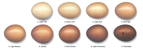 Awesome Black Copper Maran Egg Color Chart Check it out now!